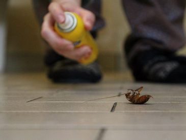 Expert Pest Control Services: Offering Efficient and Effective Solutions for Pest Problems