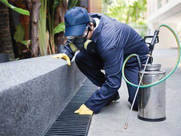 Comprehensive Pest Control Services: A Necessity for Businesses