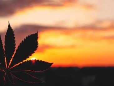 Where to Find Local CBD Experts in Austin